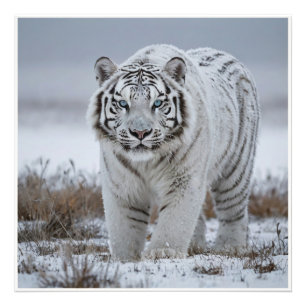 White Snow Tiger Photo Print