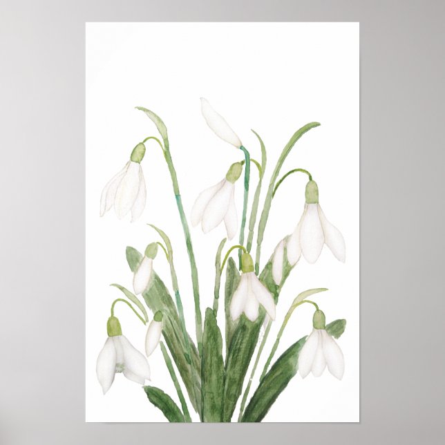 white snowdrop flower botanical watercolor paintin poster (Front)