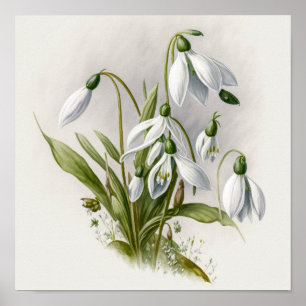 White Snowdrop Flowers Art Print Poster