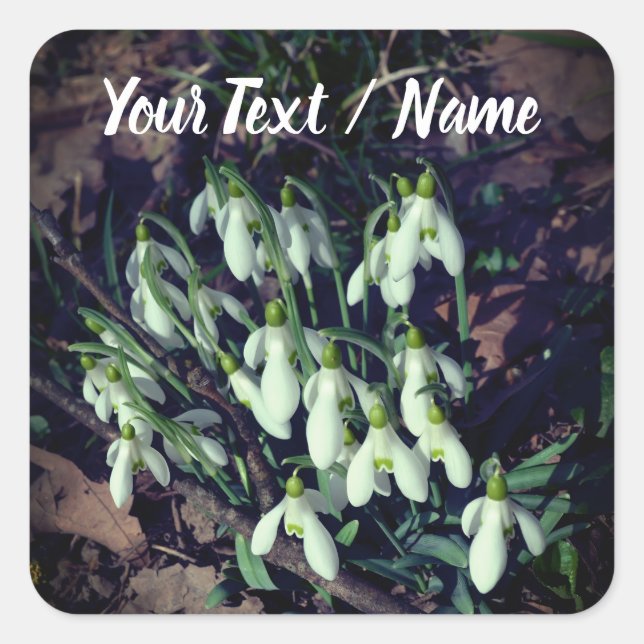 White Snowdrops Flowers of Spring Custom Square Sticker (Front)