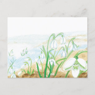 White Snowdrops Illustration Postcard