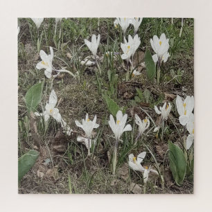White Snowdrops in Spring Grass Jigsaw Puzzle