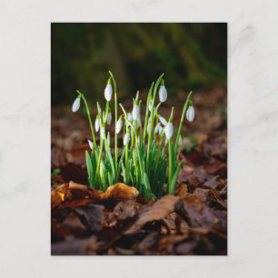 White Snowdrops Photo Postcard