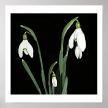 White snowdrops spring flowers on black fine art