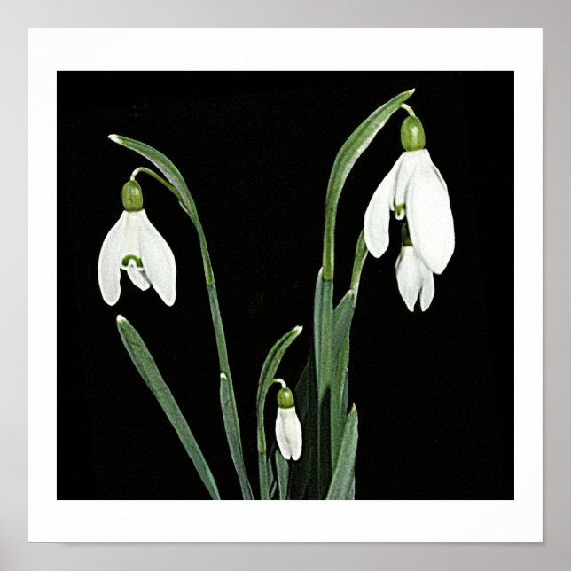 White snowdrops spring flowers on black fine art poster (Front)