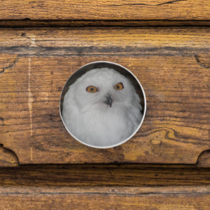 White Snowy Owl Nature Photo Ceramic Knob