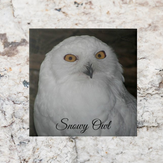White Snowy Owl Nature Photo Ceramic Tile (In Situ)