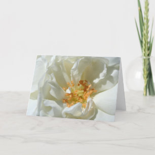 White Soft Wild Roses Wedding Greeting Card