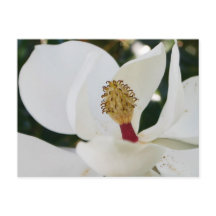 White southern magnolia flower blossom up close