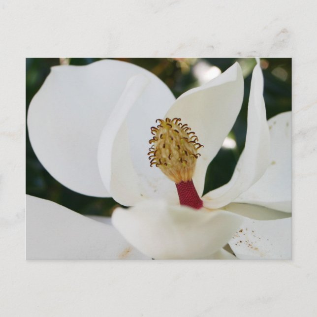 White southern magnolia flower blossom up close postcard (Front)