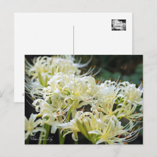 White Spider Lily ポストカード Postcard
