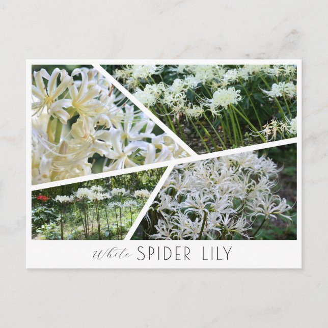 White Spider Lily Postcard (Front)