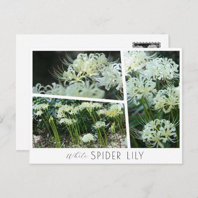 White Spider Lily Postcard (Front/Back)