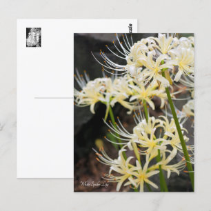 White Spider Lily Postcard