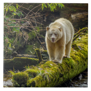 White Spirit Bear   British Columbia, Canada Ceramic Tile