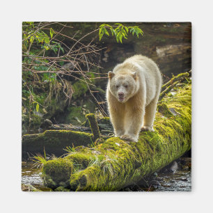 White Spirit Bear British Columbia, Canada Magnet