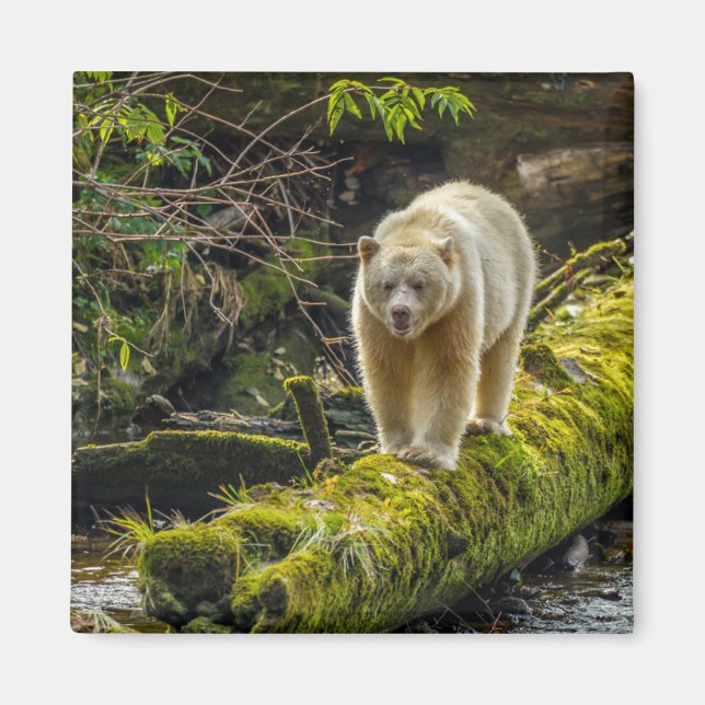 White Spirit Bear | British Columbia, Canada Magnet (Front)