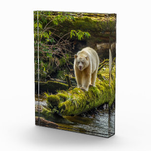 White Spirit Bear British Columbia, Canada Photo Block