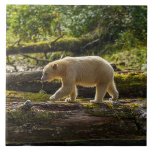 White Spirit Bear Hunts Ceramic Tile