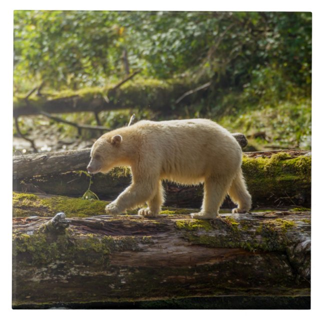 White Spirit Bear Hunts Ceramic Tile (Front)