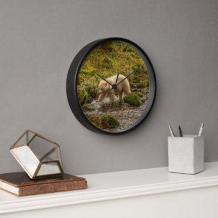 White Spirit Bear Hunts for fish on Riordan Creek Clock
