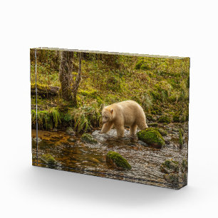 White Spirit Bear Hunts for fish on Riordan Creek Photo Block
