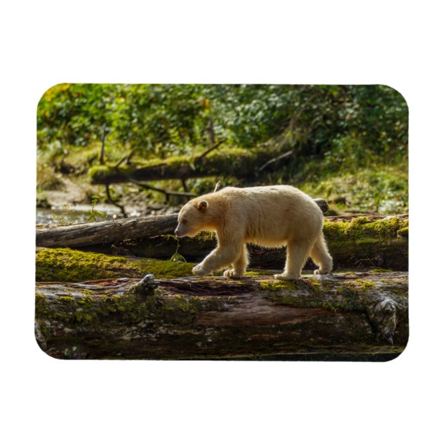 White Spirit Bear Hunts Magnet (Horizontal)