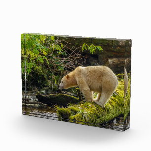 White Spirit Bear Photo Block