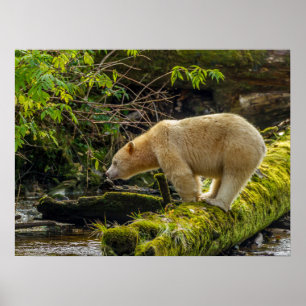 White Spirit Bear Poster