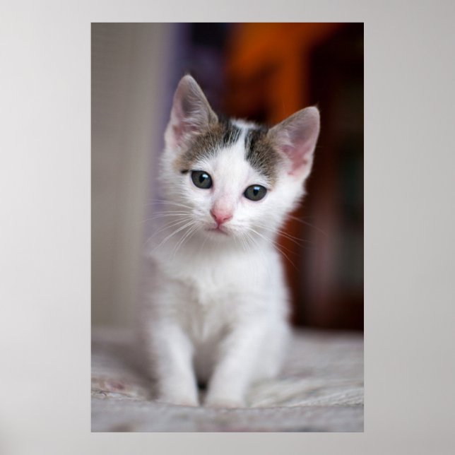 White Spotted Kitty Poster (Front)