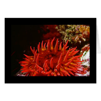 White Spotted Rose Anemone