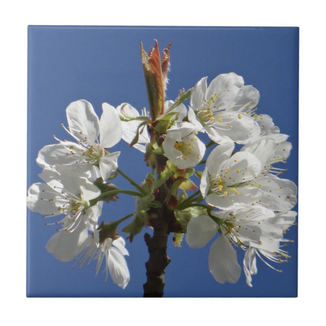 White Spring Bloom Ceramic Tile (Front)