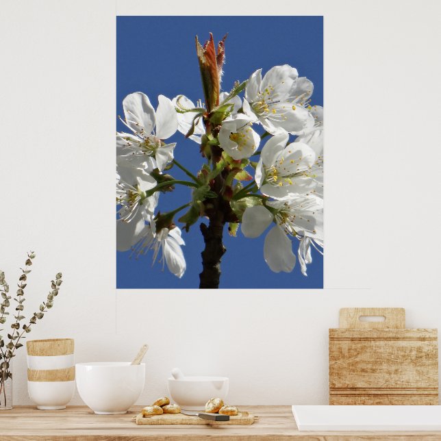 White Spring Bloom Poster (Kitchen)