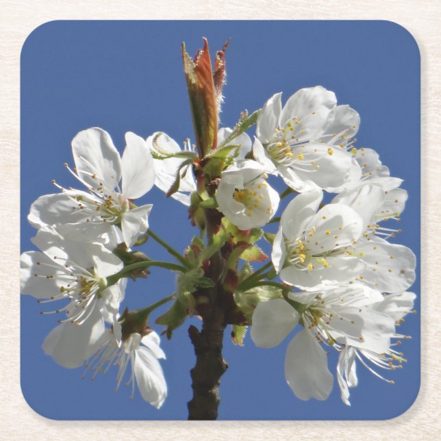 White Spring Bloom Square Paper Coaster (Front)