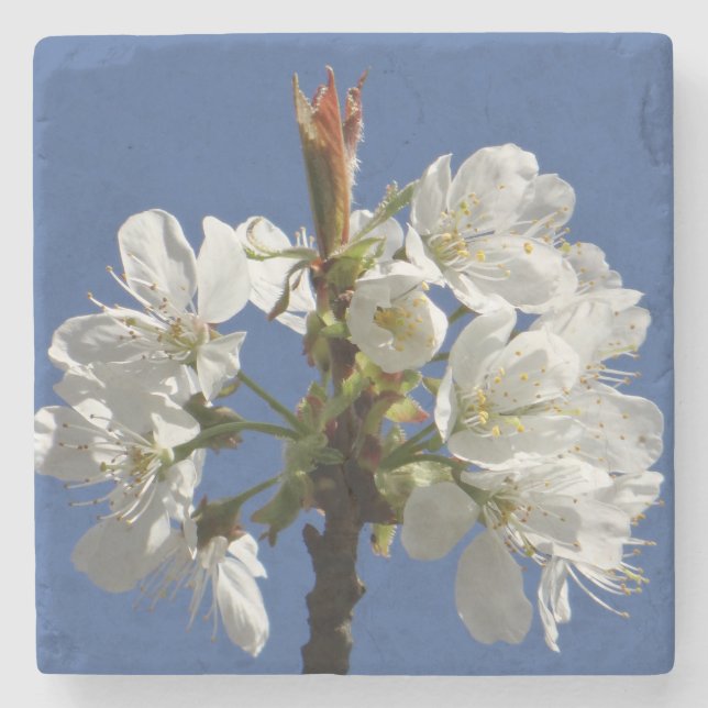White Spring Bloom Stone Coaster (Front)