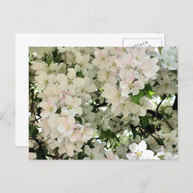 White Spring Blossoms Flower Photography Postcard (Front/Back)