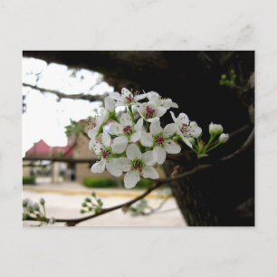 White Spring Blossoms Macro Photography Postcard