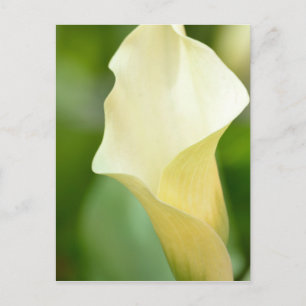 White Spring Calla Lily Postcard