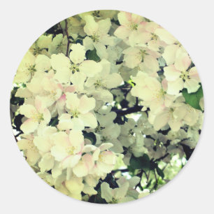White Spring Flower Blossoms  Classic Round Sticker