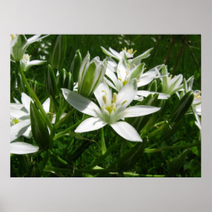 white spring flowers poster
