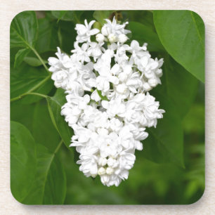 White spring lilac blossoms print coaster