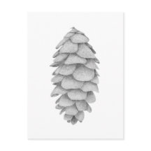 White Spruce Cone holiday postcard