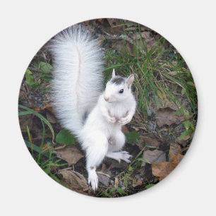 White Squirrel Magnet