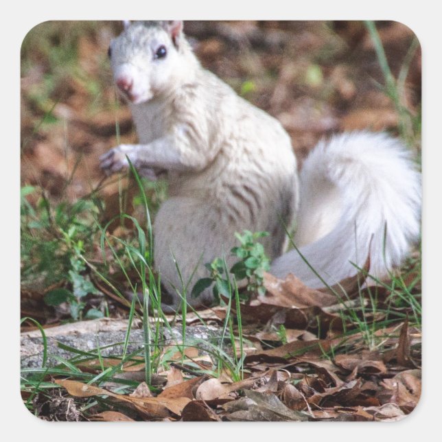 White Squirrel of Brevard Square Sticker (Front)