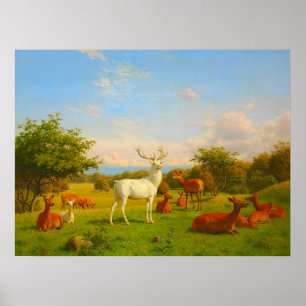 White Stag Deer Open Field Nature Wildlife Poster