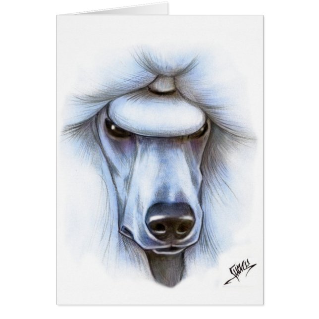 White Standard Poodle (Front)