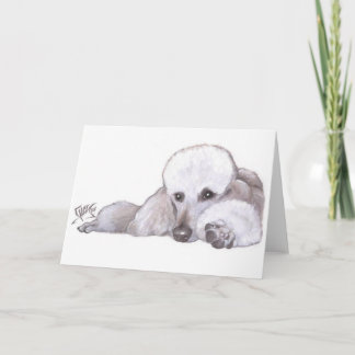 White Standard Poodle in Repose Card