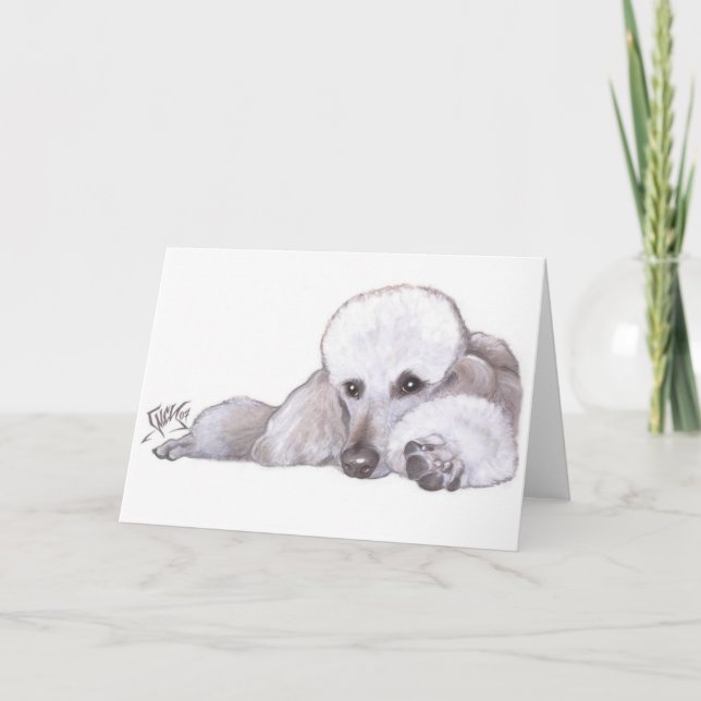 White Standard Poodle in Repose Card (Front)