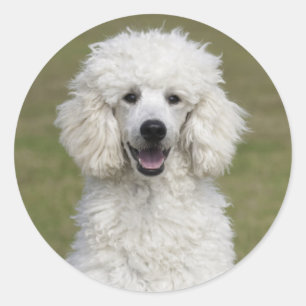 White Standard Poodle Puppy Dog Classic Round Sticker