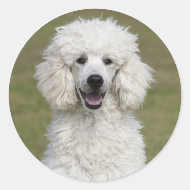 White Standard Poodle Puppy Dog Classic Round Sticker (Front)